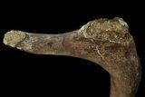 Fossil Hadrosaur (Duck-Billed Dinosaur) Rib - Montana #176807-1